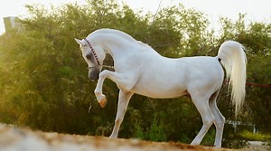 ❖ AL ADEED AL SHAQAB ❖ 1995-2018 | LIFETIME SPECIAL TRIBUTE Al Adeed Al Shaqab is the most famed Straight Egyptian stallion in the world. A vision of classic type, Al Adeed was a living incarnation of the ideal Arabian stallion. Judges around the world consistently awarded him with perfect scores in type and his many wins include the coveted title of World Champion Stallion. Al Adeed Al Shaqab daughters and sons are prized around the world, reflecting the type and elegance of their famous sire. 