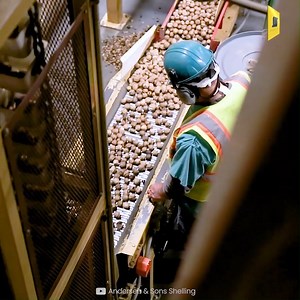 11K views · 660 reactions | Inside the Walnut Factory: A Fascinating Look at the Production Process | Mechanical Mind | Facebook