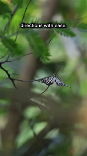 The Untamed Paths on Instagram: "Butterflies are pretty cool critters! There’s just so much going on and because they fly fast and are kinda small - they don’t get the attention they deserve 😭 Next time you’re out and about, try slowly down, observe flight patterns and you might just be lucky to see one land!"