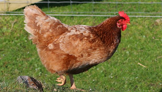 Bovans Brown Chicken Breed: Everything You Need to Know