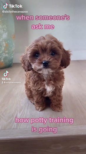 Adorable Cavapoo Puppy Training - Tips and Tricks