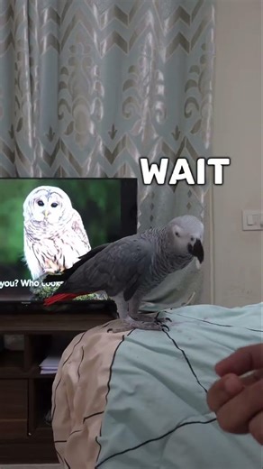 My parrot knows OWL and even HOOTS!😵🦜! #funnyparrot #parrot #talkingparrot #africangreyparrots #pets