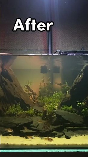 How purigen works in my Aquarium. #aquarium #purigen #filter