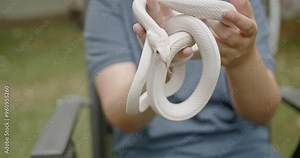 Girl sitting outside with her pet white snake. The snake crawls around her hands as she smiles.