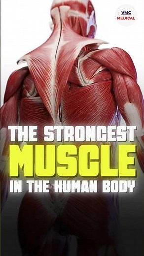 Did you know about the strongest muscle in the human body? By VMC Medical
