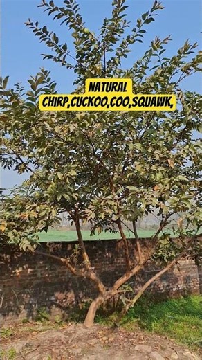 "Birds Communication System" #wildlife #nature #birdssound #Real sound