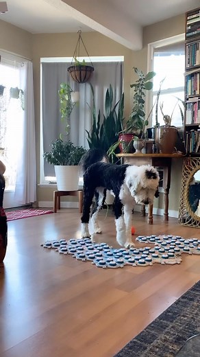 I Am Bunny on Instagram: "Being able to label things in her environment has had such a profound impact on her mental health❤️ • • • #iambunny #fluentpet #connect #smartdog #reactivitytraining #dogteaching"