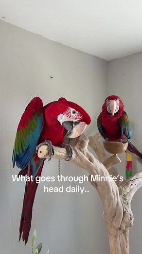 What she tells baby bird daily! #greenwingmacaw #macaw #birds #goodbird #petsoftiktok #minniethemacaw #funny #stepup #jubilee #jubileemacaw #bird