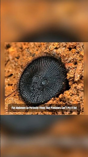 Meet Ravine Trapdoor Spider : The Spider That Can Make Trap