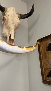 What’s your longest snake? #ballpython #ballpythons #ballpythonmorphs #royal Python #ballpythonsofinstagram #python #pythons #snake #snakes #snek #reptile #reptiles #reptilesofinstagram #reptilelover #reptilekeeper #pet #pets #daily #instagram #tiktok #reels #cute #fun #happy #ballpythonsoftiktok #boise #idaho | Black Lake Reptiles