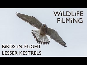 Filming stunning Lesser Kestrels | Wildlife Filming & Photography