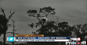 Southwest Florida eagle attacked by owl