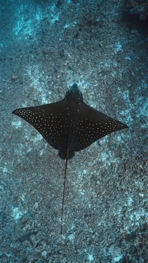 OUR OCEAN, OUR FUTURE! 🌊🐬 Let's work together to protect its beauty, its bounty, and its incredible creatures. Video Credits: @nazykko #DiscoveryChannel #DiscoveryChannelIn #DiscoveryChannelIndia #Discovery #Ocean #OceanLove #OceanDay | Discovery Channel India