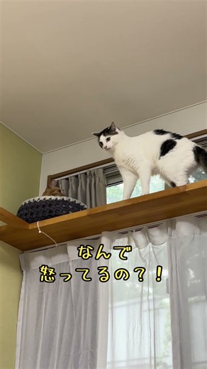知らずに怒っちゃった猫#白猫 #撮影 #猫好きさんと繋がりたい #親バカ投稿 #猫 #茶トラ #夫婦 #Vlog