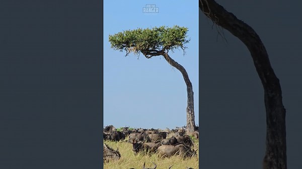 Stunning Great Migration Scenery Caught On Camera
