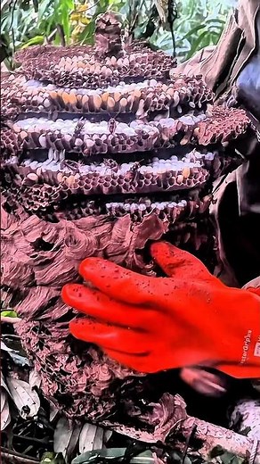 #bees #bee #honeybeesting #wildbees #workerbee