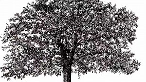 50K views · 780 reactions | The Irish job interview... See more funny jokes here. www.youtube.com/eddiegotfunnyjokes | FUNNY JOKES | Facebook