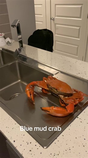 Delicious Australian Blue Mud Crab Cooking