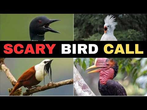 Scariest Bird Sounds Ever Recorded 😱 | You Won’t Believe They’re Real!