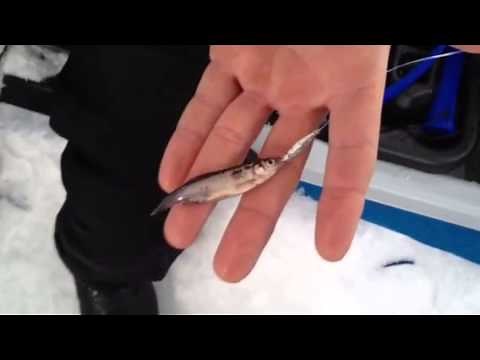 Ice Team Tip: Hooking Shiner Minnows