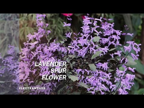 Plectranthus - Lavender Spur Flower. Tips on plant care and Propagation of this easy to grow plant.