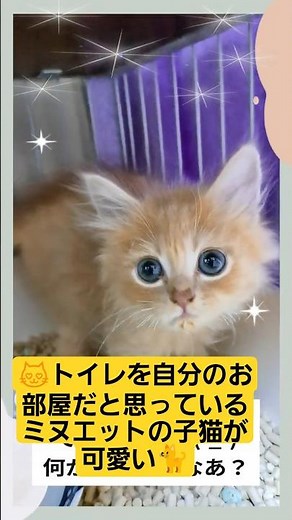 😸トイレを自分のお部屋だと思ってるミヌエットの子猫が可愛い🐈