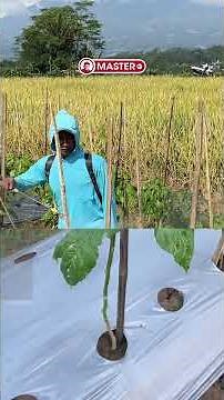 Here's How to Deal with Burnt Leaves!