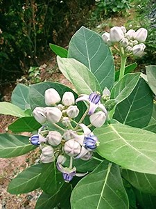 11K views · 248 reactions | Medicinal Shrubs 101: Giant Milkweed | The Weeds and Seeds Guy | Facebook