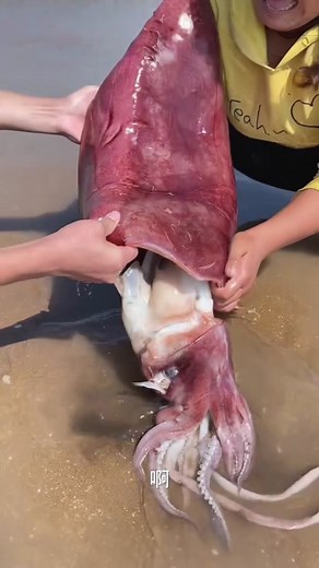 Have you ever heard the squids#childrens #family #viral #tiktok #adventures #foryou