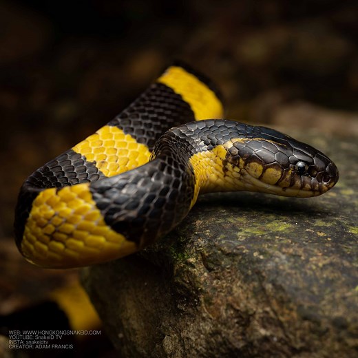 BANDED KRAIT - Bungarus fasciatus — HongKongSnakeID.com