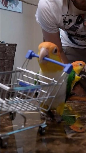 Push the Cart 🛒🦜