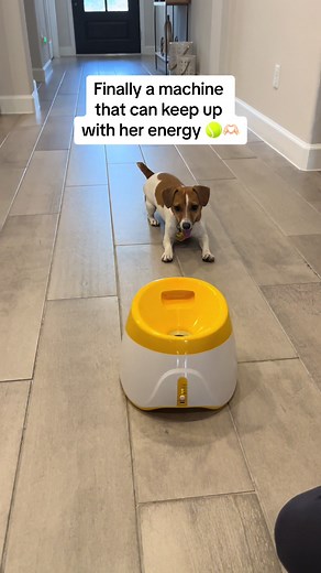 Automatic Dog Ball Launcher, Dog Ball Thrower with 3 Launching Distance, Interactive Dog Toys for Small & Medium Dogs Indoor & Outdoor, 3 Mini Tennis Balls (2 inch) Included. #dog #dogs #dogsoftiktok #doglovers #fypシ゚viral