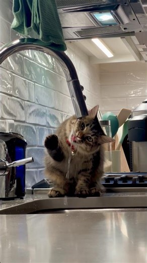 Sunshine the Domestic Long Hair Kitten Finds the Kitchen Water Source 😸💧 #DLH #kitten
