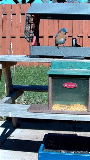 Male Eastern Bluebird sighting