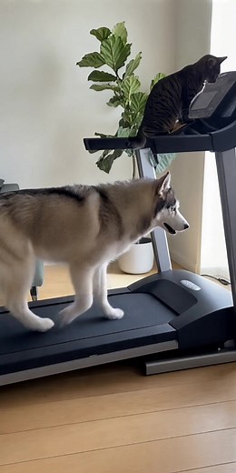 Cat Turns Up Treadmill Speed and Sends Husky Flying 😂 #reelsfypシ #cat #husky | FurReal Cinematics