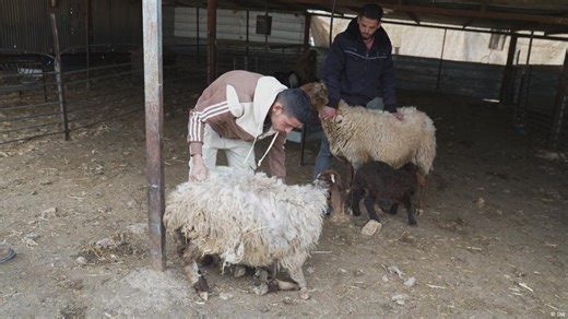 West Bank: Israeli settlers accused of stealing sheep
