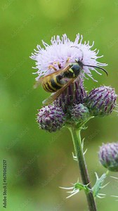 Wasp Collecting Pollen on Thistle Flower in Daylight