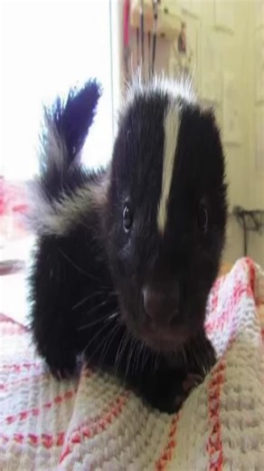 Understanding Skunks: Pet Care and Costume Ideas
