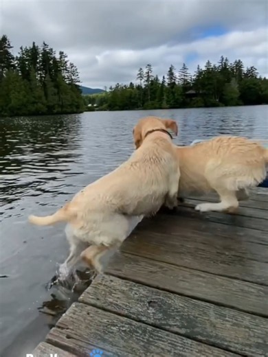 Every Day Is An Adventure: Funny Dog Moments Compilation