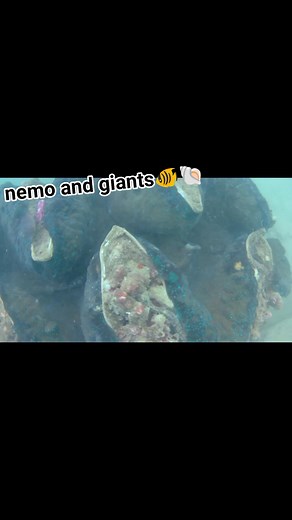 Seabed creatures 🥰 #fbreelsfypシ゚viralfbreelsfypシ゚viral2025 #fbreels2025ツ #fbreelsfypシ゚viralfbreelsfypシ゚viral #fbreelsfypシ゚viralvideo #fbyシvideo #fbreelsfypシ゚ #fbreelsvideo #HundredIslands #helmet #DivineMercy | Frances Milanes