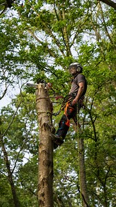 8.9K views · 376 reactions | Can’t beat a step cut sometimes. Birch stem chogging with @conan_tree Repping the @sipprotectionuk Canopy Air-Go Orange/Black 﫶 #honeybros #sipprotection #wearesipprotection #chainsaw #chainsawtrousers #arborist #treework | Honey Brothers Ltd - Arboricultural Equipment Specialists | Facebook