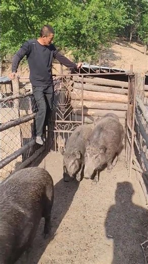 Gate Opens… And PURE CHAOS Begins! Wild Boars RUSH In! 👀