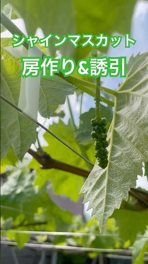 シャインマスカットの房作りと誘引 #シャインマスカット #房作り #誘引 #ひので農園