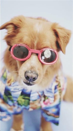 Picking up dog poop #cute #dog #happy #video #funny