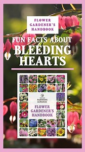 4.8K views · 342 reactions | The old-fashioned bleeding heart has long been a favorite perennial of the shady flower garden. It was once called the finest hardy plant of the 19th century. Learn how to plant and grow bleeding heart flowers in your garden with the Flower Gardener's Handbook: Almanac.com/FGH | The Old Farmers Almanac | Facebook