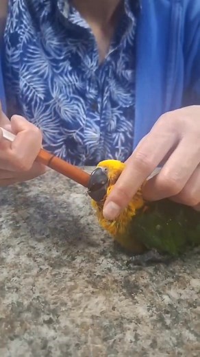 Feeding a baby Jenday Conure from our aviaries. 🦜✨️ #birdsbyeeden #babybird #parrotbreeder #conureparrot #conure #jendayconure | Birds By Eeden