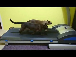 Burmese Cats Treadmilling
