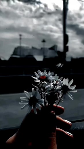 Meaningful Moments with White Daisies and Scripture