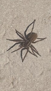 1M views · 1.9K reactions | Arachnophobes : tenez-vous prêts ! | Le Monde des Animaux | Facebook