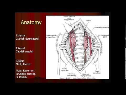Parathyroid Gland Anatomy in the Dog and Cat